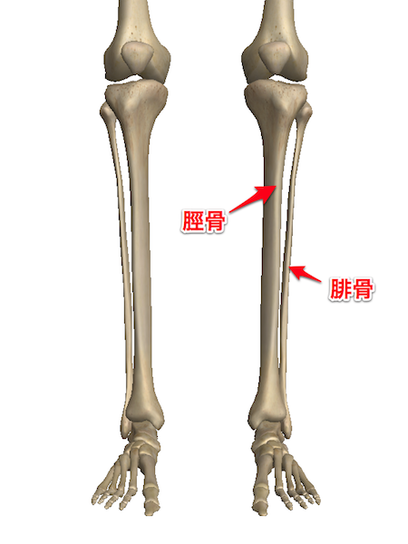 脚の骨